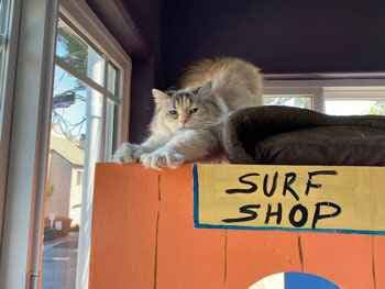 one cat at surf shop